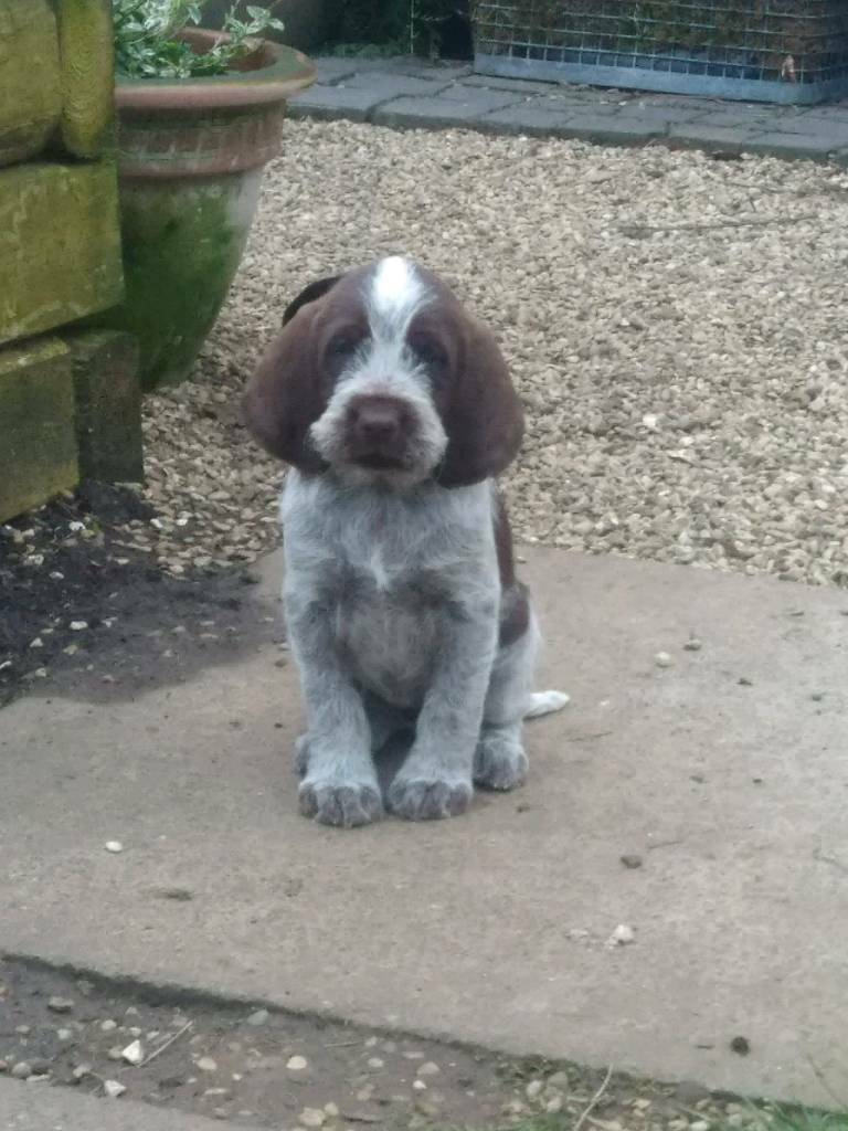 italian spinone puppies for sale